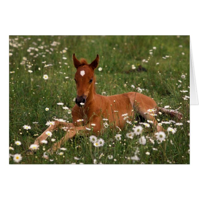 USA, Oregon, Arabiska Pony. Hälsningskort (Framsidan Horizontal)