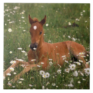 USA, Oregon, Arabiska Pony. Kakelplatta