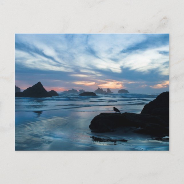 USA, Oregon, Bandon Beach. Måse på sten Vykort (Framsida)