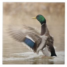 USA, Oregon, Baskett Slough National Wildlife Kakelplatta