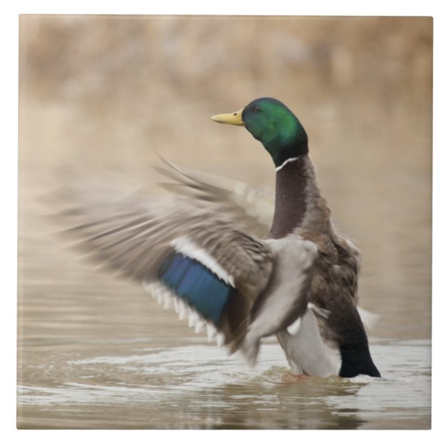 USA, Oregon, Baskett Slough National Wildlife Kakelplatta (Framsidan)