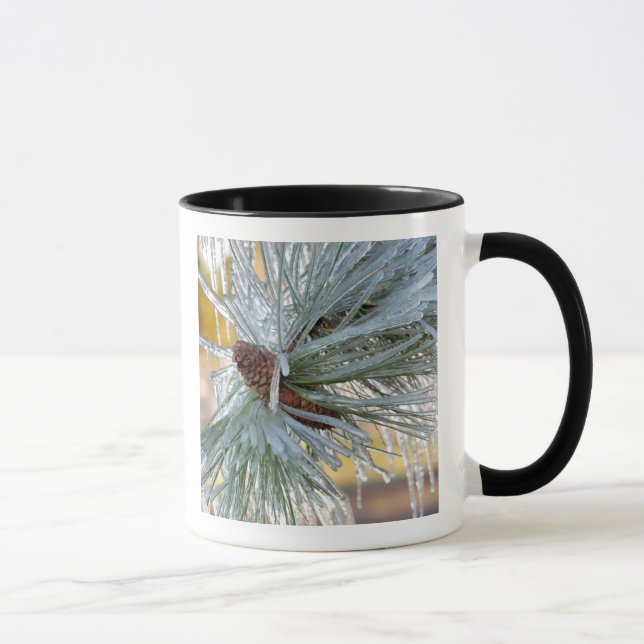 USA, Oregon, Bend. Ponderosatallbarrsnålar är Mugg (Höger)