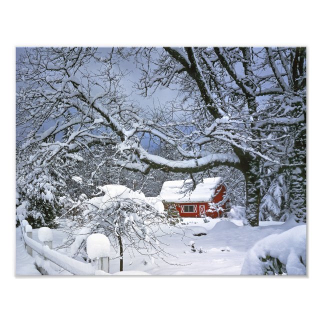 USA, Oregon, Clackamas County. Färsk snö Fototryck (Framsidan)