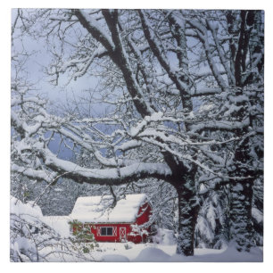 USA, Oregon, Clackamas County. Färsk snö täcker Kakelplatta