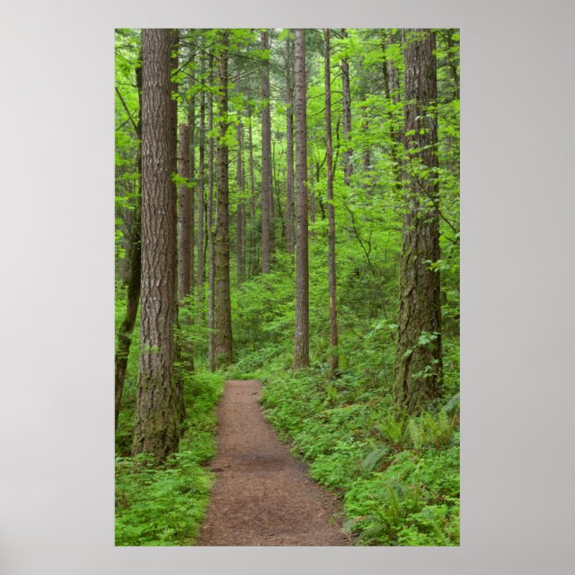 USA, Oregon, Columbia River Gorge. Elowah Falls Poster (Framsidan)