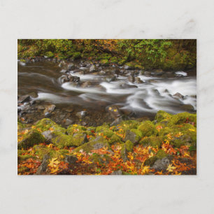 USA, Oregon, Columbia River Gorge, Tanner Creek 2 Vykort