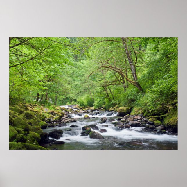 USA, Oregon, Columbia River Gorge, Tanner Creek 4 Poster (Framsidan)