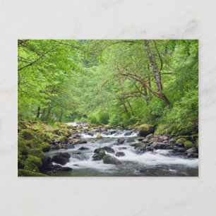 USA, Oregon, Columbia River Gorge, Tanner Creek 4 Vykort