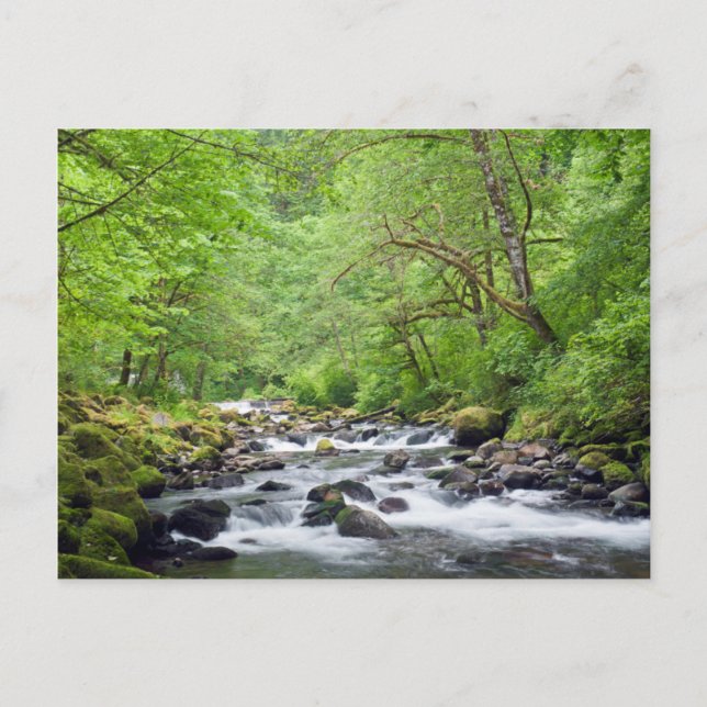 USA, Oregon, Columbia River Gorge, Tanner Creek 4 Vykort (Framsida)