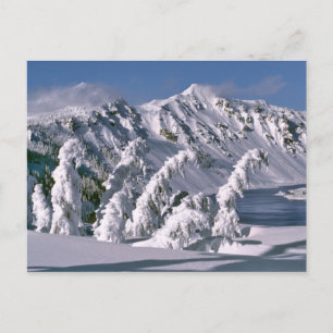 USA, Oregon, Crater Lake NP. Träd böjs under Vykort