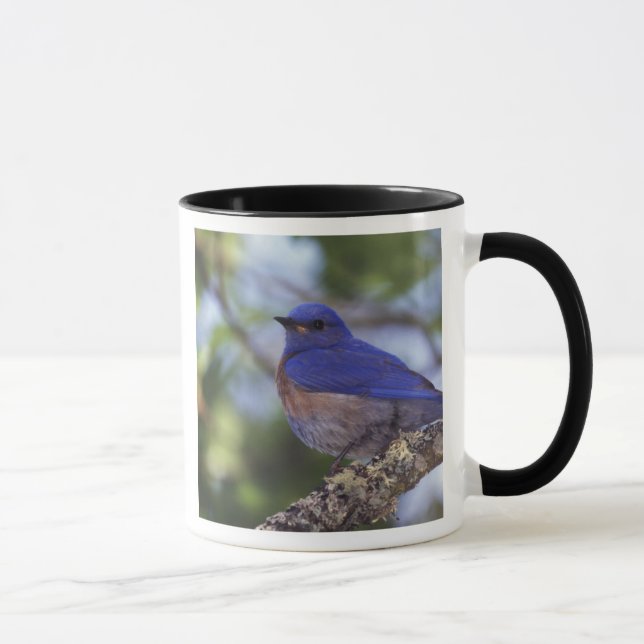 USA, Oregon. Hane av västlig blåfågel Mugg (Höger)