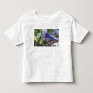 USA, Oregon. Hane av västlig blåfågel T-shirt