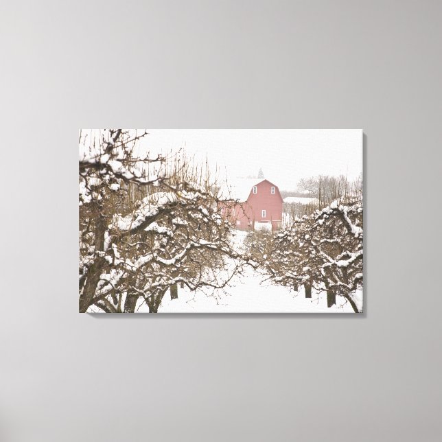 USA, Oregon, Hood River. Snötäckt äpple Canvastryck (Framsida)