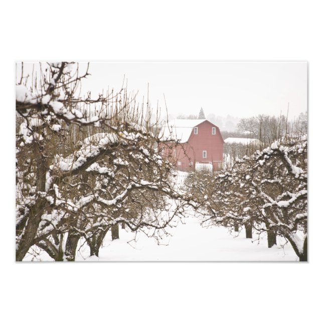 USA, Oregon, Hood River. Snötäckt äpple Fototryck (Framsidan)