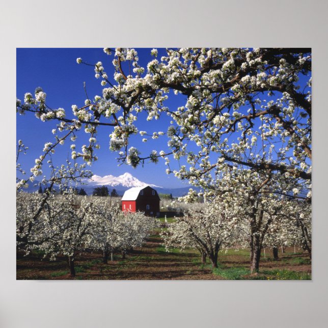 USA, Oregon, Hood River Valley, Päronodling Poster (Framsidan)