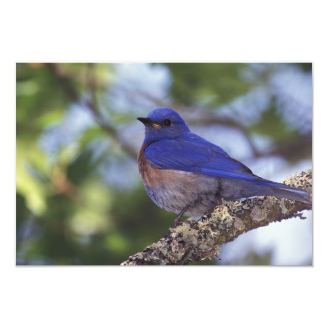 USA, Oregon. Male Western Bluebird Fototryck (Framsidan)