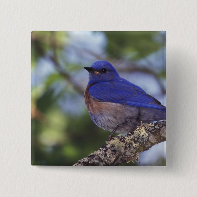 USA, Oregon. Male Western Bluebird Knapp (Framsida)