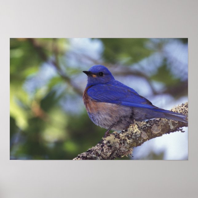 USA, Oregon. Male Western Bluebird Poster (Framsidan)
