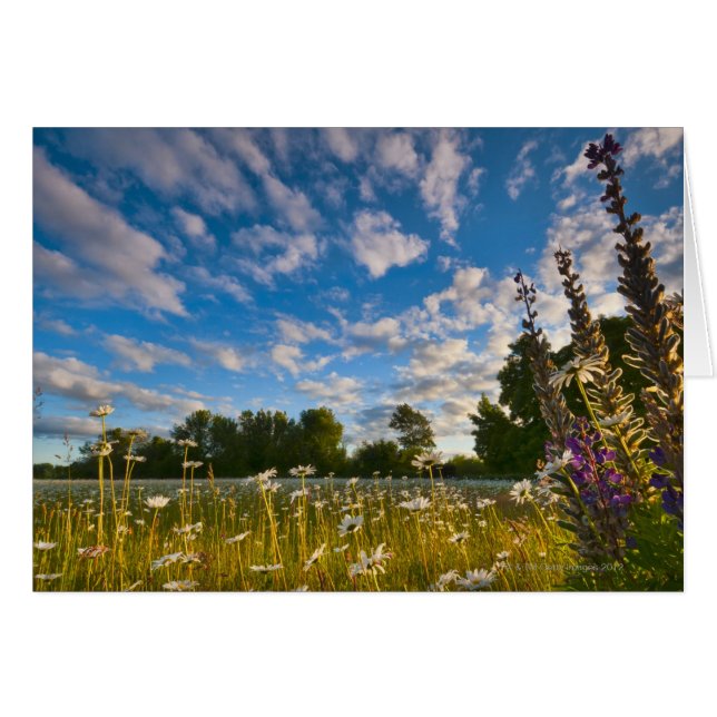 USA, Oregon, Marion County, Meadow with Hälsningskort (Framsidan Horizontal)
