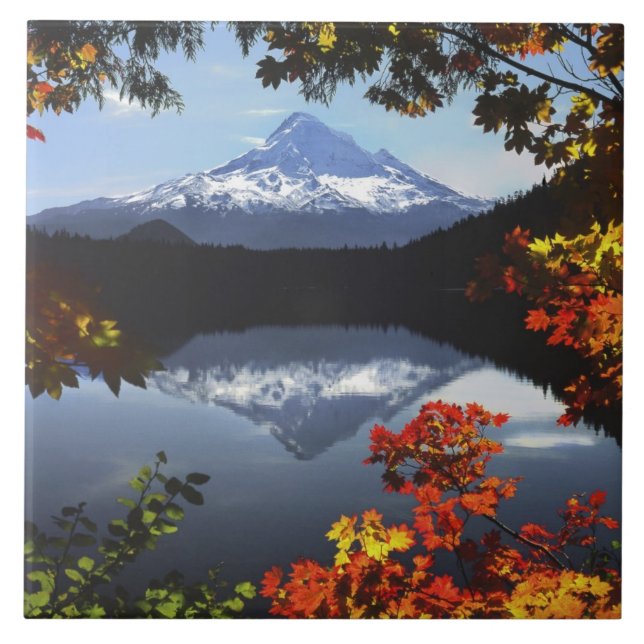 USA, Oregon, Mt. Hood National Forest. Kakelplatta (Framsidan)