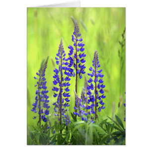 USA, Oregon, Mt. Hood National Forest, Lupin Hälsningskort