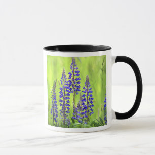 USA, Oregon, Mt. Hood National Forest, Lupin Mugg