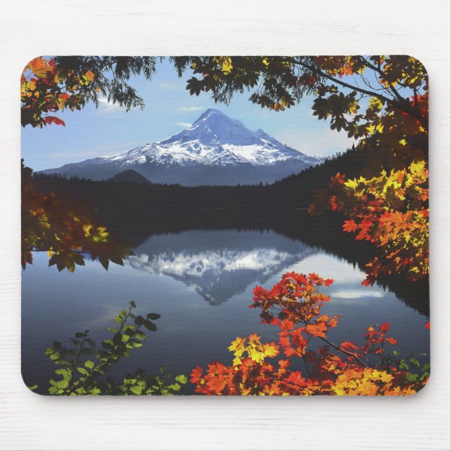 USA, Oregon, Mt. Hood National Forest. Musmatta (Framsidan)