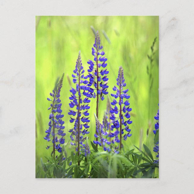 USA, Oregon, Mt. Huva National Forest, Lupine Vykort (Framsida)
