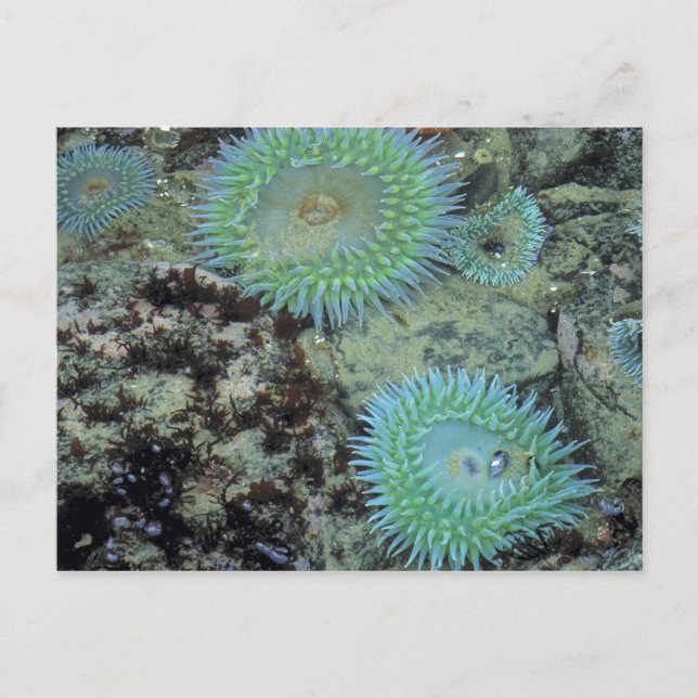 USA, Oregon, Neptun SP. Juveltonat hav Vykort (Framsida)