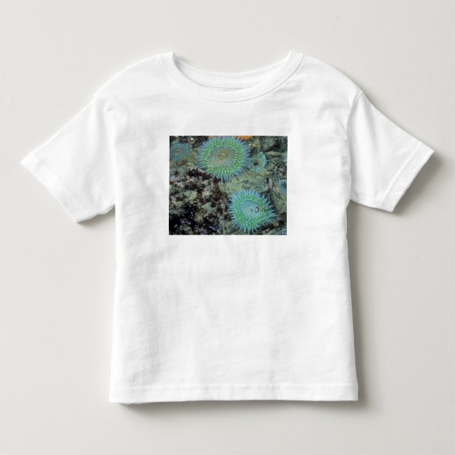 USA, Oregon, Nepture SP. Havsytande havsanemon T Shirt (Framsida)