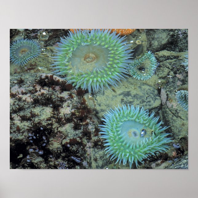 USA, Oregon, Nepture SP. judisk havsbotten Poster (Framsidan)