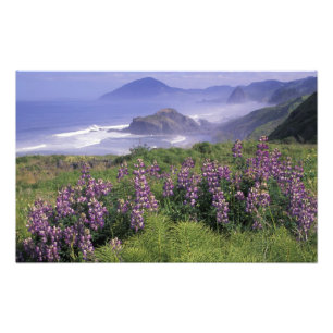 USA, Oregon, Nesika Beach. Lupin och Oregon Fototryck