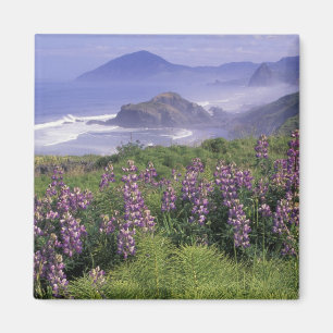 USA, Oregon, Nesika Beach. Lupin och Oregon Magnet