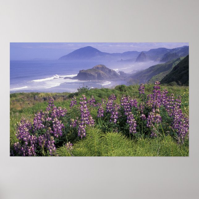 USA, Oregon, Nesika Beach. Lupin och Oregon Poster (Framsidan)