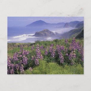 USA, Oregon, Nesika Beach. Lupin och Oregon Vykort