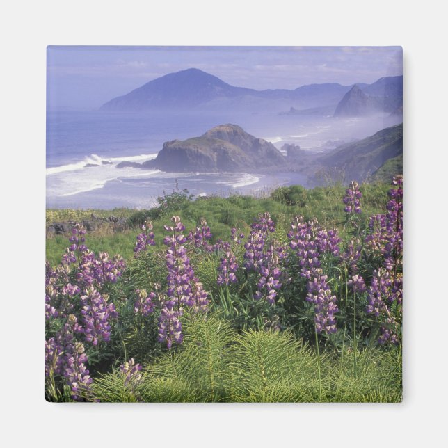 USA, Oregon, Nesika Beach. Lupine och Oregon Magnet (Framsidan)