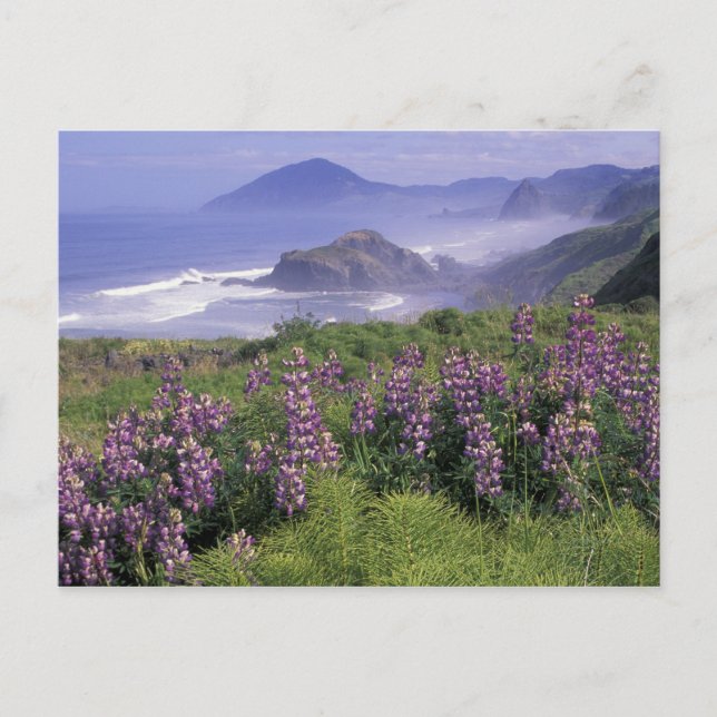 USA, Oregon, Nesika Beach. Lupine och Oregon Vykort (Framsida)