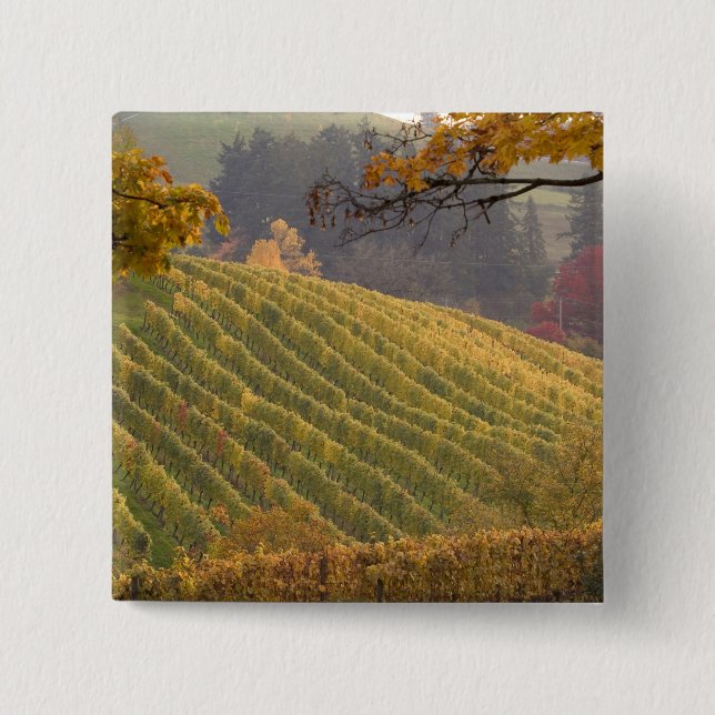 USA, Oregon, Newberg. Vinägaarden på hösten. Knapp (Framsida)
