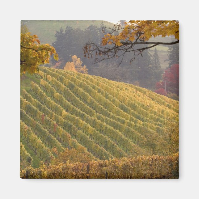 USA, Oregon, Newberg. Vinägaarden på hösten. Magnet (Framsidan)
