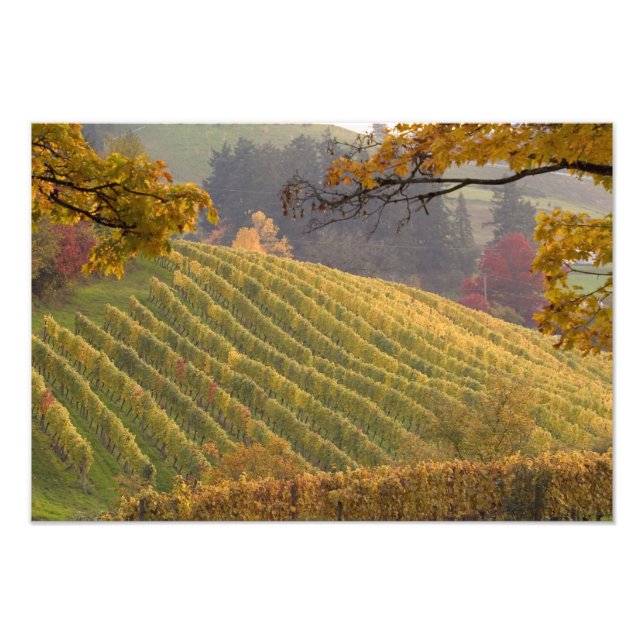 USA, Oregon, Newberg. Vinård under hösten. Fototryck (Framsidan)