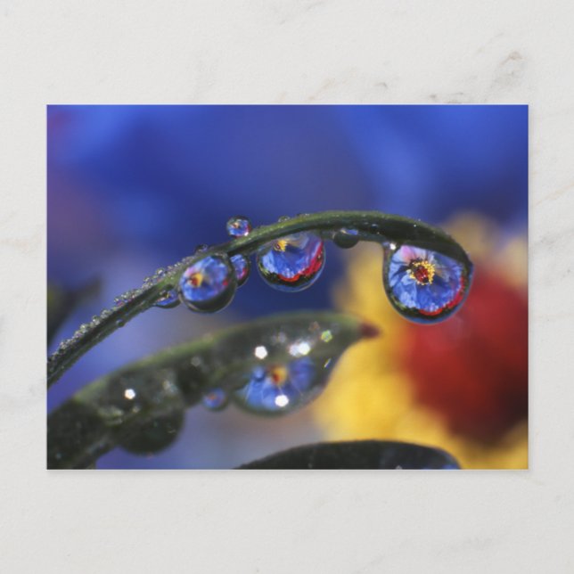 USA, Oregon, Portland, Close of ladybird Vykort (Framsida)