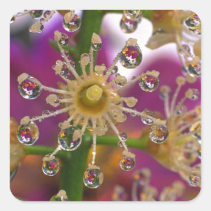 USA, Oregon, Portland. Cosmos blommor återspeglas  Fyrkantigt Klistermärke