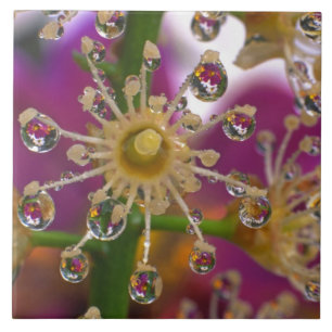 USA, Oregon, Portland. Cosmos blommor återspeglas Kakelplatta
