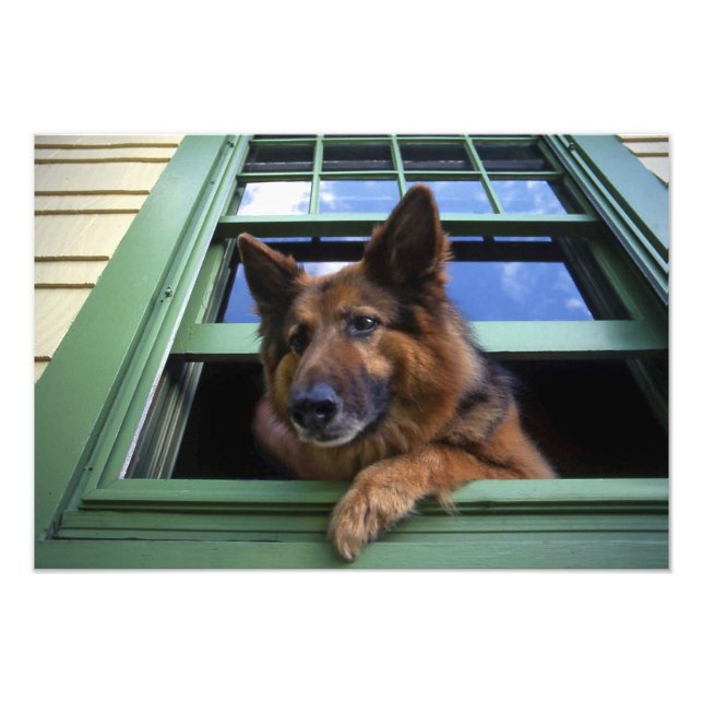 USA, Oregon, Portland. Griff långhåret Fototryck (Framsidan)