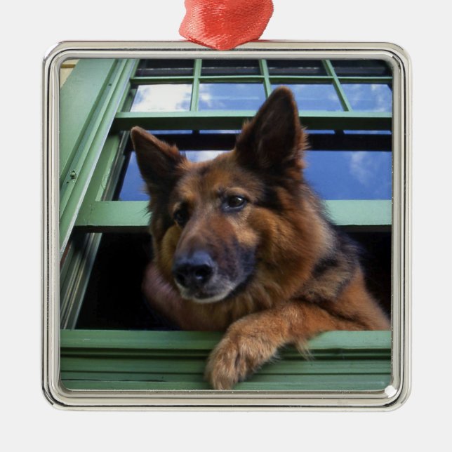 USA, Oregon, Portland. Griff långhåret Julgransprydnad Metall (Framsidan)