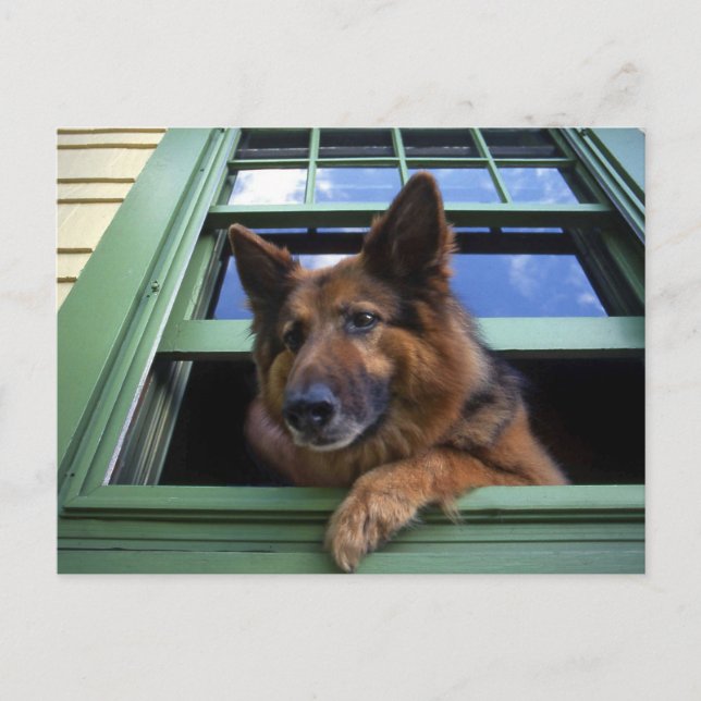 USA, Oregon, Portland. Griff långhåret Vykort (Framsida)