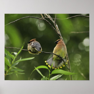USA, Oregon, Portland. Male cedar waxwing Poster