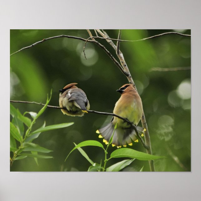 USA, Oregon, Portland. Male cedar waxwing Poster (Framsidan)