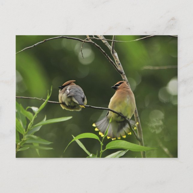 USA, Oregon, Portland. Male cedar waxwing Vykort (Framsida)