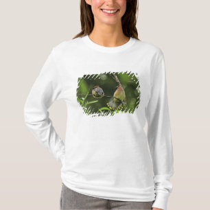 USA, Oregon, Portland. Manlig sidensvans Tee Shirt